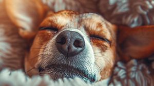 Luxul în lumea animalelor de companie: De la spa-uri pentru câini la terapeuți pentru pisici – un boom în căutările online din SUA