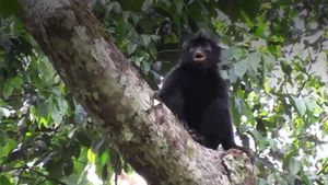 O nouă specie de maimuță, cu buze portocalii și fața neagră, descoperită în pădurile din Congo