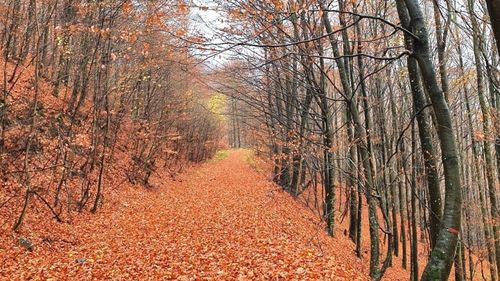 FOTO Pauza de respirație: Sfârșit de toamnă în Munții Maramureșului, în imagini de poveste