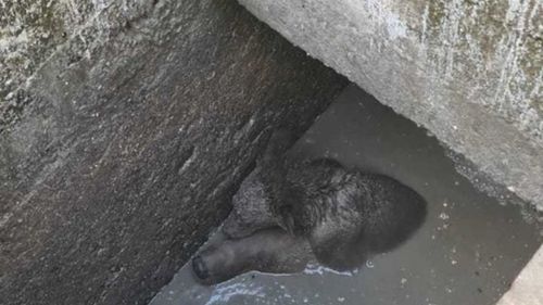 O ursoaică și-a salvat puiul după ce a căzut într-o fosă septică, la cota 1400, în Sinaia: L-a ținut pe capul ei / Animalul a ieșit folosind o scară pusă de jandarmii montani