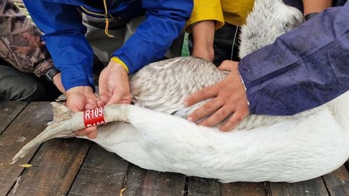 Monitorizarea pelicanilor creți din Deltă, îngreunată de restricțiile impuse de războiul din Ucraina / ”Două păsări au încetat să transmită date undeva, în partea de nord a deltei, pe teritoriul ucrainean. Nu putem să ştim ce s-a întâmplat acolo”