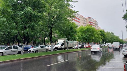 Prefectul Toni Greblă le cere primarilor din București să înceapă ample acțiuni de plantare de arbori și arbuști pentru calitatea aerului și înfrumusețarea capitalei