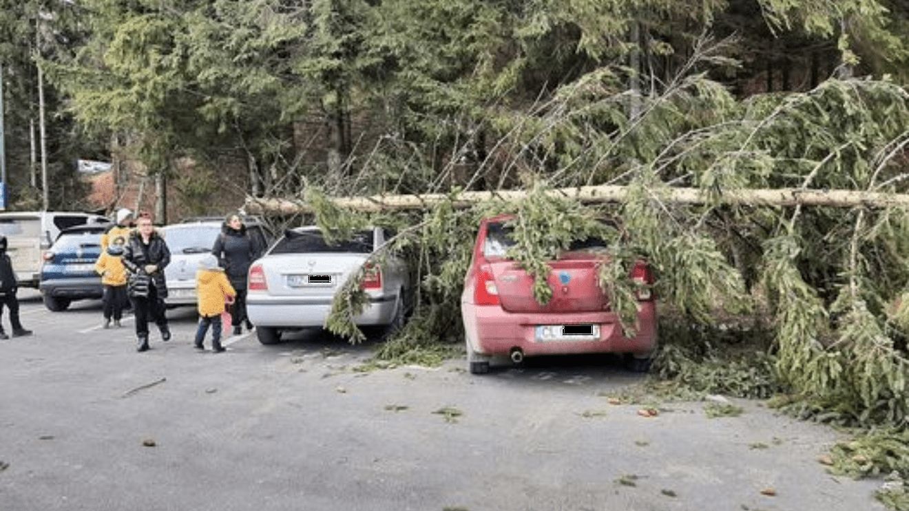 Trei mașini avariate în cea mai mare parcare din Poiana Brașov, după ce un brad a căzut peste ele