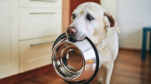 Alimentul ieftin din supermarket care prelungește viața câinelui tău. Include-l în hrana patrupedului și vezi cum se transformă: devine mai energic, sănătos și fericit