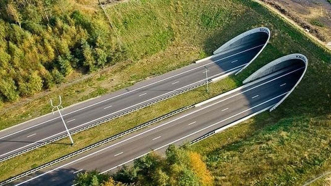 Grindeanu confirmă că România riscă să piardă banii din PNRR pentru „autostrada cu tuneluri pentru urși”, dar dă vina pe „greaua moștenire” / Licitația a fost lansată în mandatul lui Răzvan Cuc