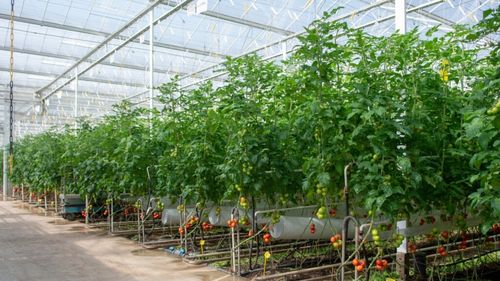 Tehnologia de ultimă oră a făcut dintr-o țară mică, Olanda, un producător major de alimente / Statul este al doilea exportator mondial, după SUA, de produse agricole ca valoare