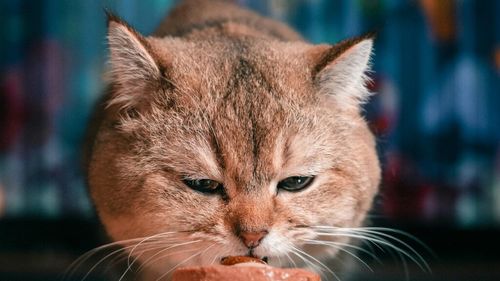 În hrana pentru animale din comerț s-a găsit carne de rechini pe cale de dispariție, ascunsă sub denumiri înșelătoare