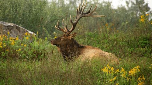 Milioane de oameni privesc cum elanii suedezi încep migrația anuală / Televiziunea suedeză transmite evenimentul anual în direct, 24 de ore din 24, pe platforma sa de streaming