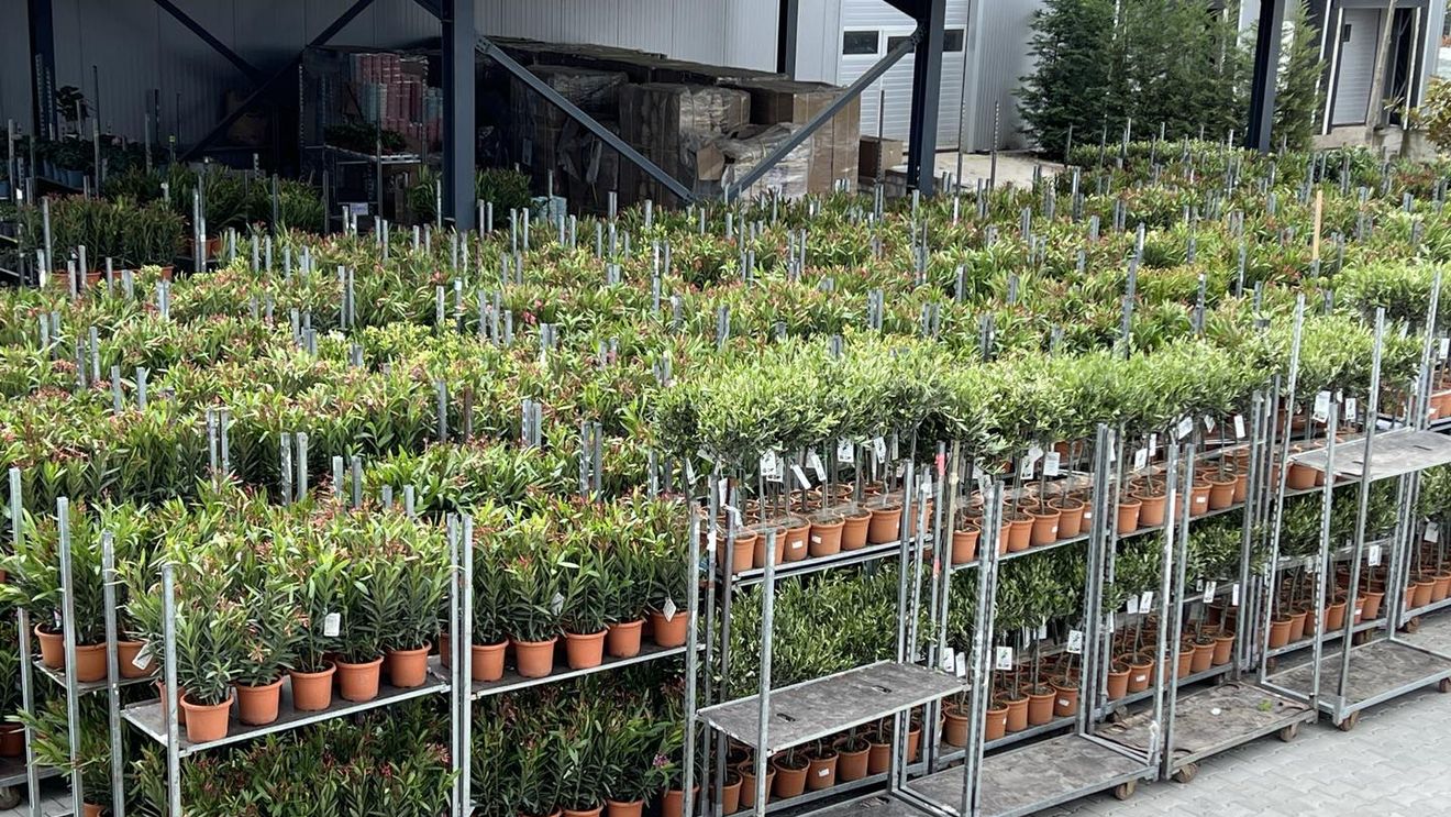 Vânzările de flori și plante în supermarketurile din România sunt în creștere