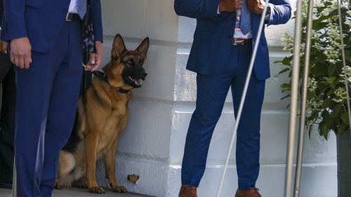 Câinele familiei Biden, Commander, a fost mutat de la Casa Albă după ce a mușcat cel puțin 11 agenți ai Secret Service