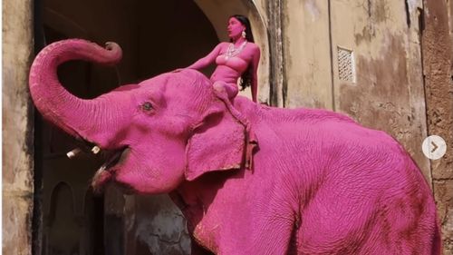 Un elefant moare la cinci luni după ce a fost vopsit roz pentru o ședință foto / Polemică în jurul fotografei: autoarea, o rusoaică, a primit amenințări, dar a respins acuzațiile / „Vopseaua era ecologică”