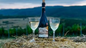 Apoldia Maior, laboratorul viticulturii transilvănene / Cum vrea USAMV Cluj să transforme stațiunea într-un reper pentru vinul românesc