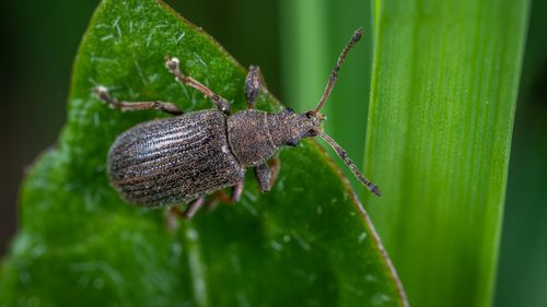 Cum a descoperit un cercetător australian din greșeală o nouă specie de scarabei: „Am crezut că sunt excremente”