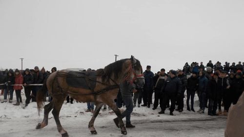 Olt: Circa 2000 de persoane au asistat la „Botezul cailor" de la Slătioara