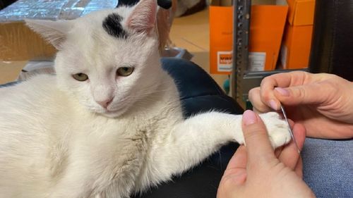 Copiii care au ajutat la prinderea bărbatului care a ucis o pisică, recompensați de Primăria Râșnov: „Au dat dovadă de un curaj extraordinar prin gestul lor”