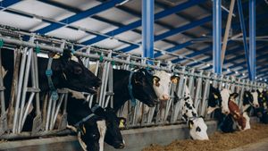 VIDEO | De la fermă până la galantar. Georgiana Păstrăv: „Controlăm totul, de la ce mănâncă animalul până la produsul final”