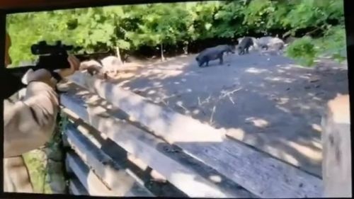 VIDEO Imagini revoltătoare: Igor Dodon, filmat în timp ce împușca porci mistreți aflați în captivitate într-un țarc, de la câțiva metri distanță, cu armă cu lunetă