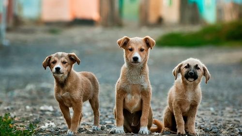 Poliția Animalelor a salvat 25 de câini ținuți în condiții improprii de o femeie din Bacău