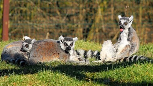 Noi locatari la Grădina Zoologică din Târgu Mureș: O zebră și cinci lemuri. Madagascar?
