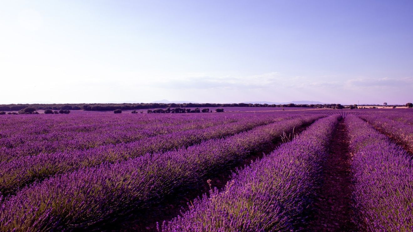 O reglementare europeană ar putea clasifica lavanda drept o plantă periculoasă