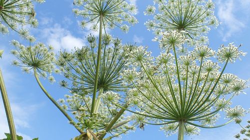 O plantă invazivă otrăvitoare, rudă cu brânca-ursului, cucerește Rusia / Un senator susține că este o „armă” vestică / Amenzi cât 2/3 din salariul mediu pentru proprietarii de terenuri care nu o elimină