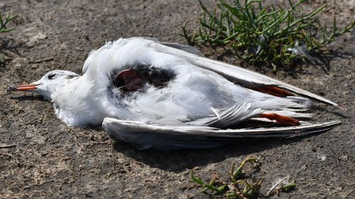 FOTO În zona Lacului Sărat 2 din Brăila s-au descoperit păsări din specii protejate rănite sau ucise prin împușcare: „Cineva împușcă păsări ca să se distreze” / În urmă cu 9 ani zeci de păsări au fost împușcate în aceeași zonă