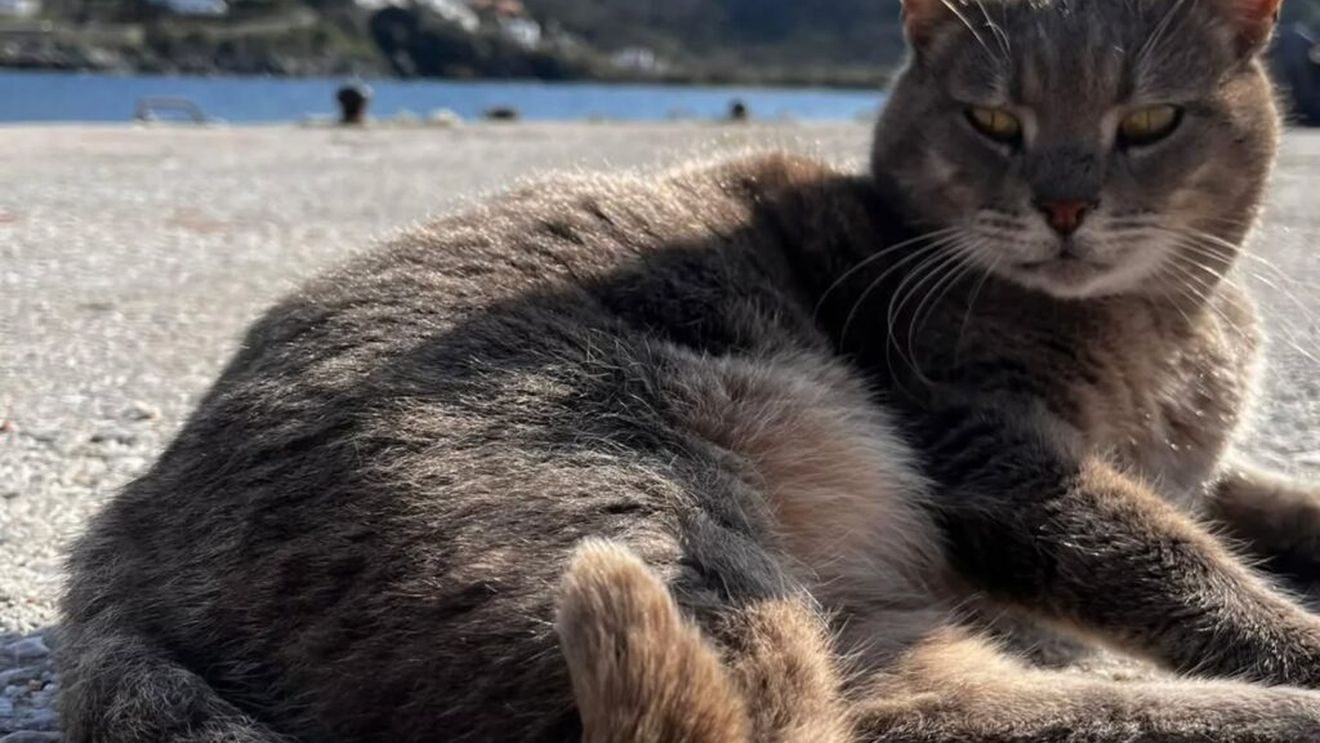 Iubești pisicile? Iată cum poți fi mereu în preajma lor și să ai parte și de o vacanță de vis: Paradisul pisicilor din Grecia, locul unde poți sta gratis dacă ai grijă de ele / Totul despre programul Syros Cats (FOTO)