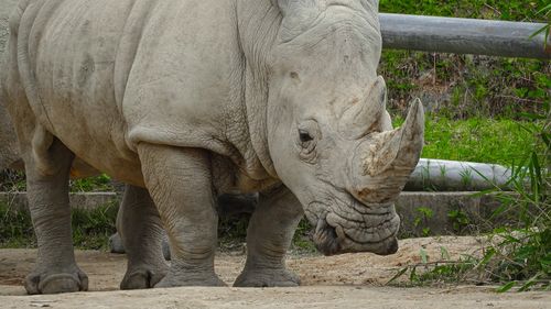 Salvarea animalelor „bătrâne și înțelepte” este vitală pentru supraviețuirea speciilor, spun oamenii de știință