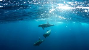 Doar 6-8 de exemplare de marsuin vaquita marina au fost observate în acest an în Golful Mexicului/ Vaquita marina este cea mai periclitată specie de mamifer marin din lume