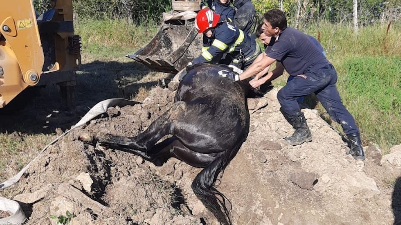 Cal salvat în Iași după ce a căzut într-o fântână / A fost ridicat cu buldoexcavatorul