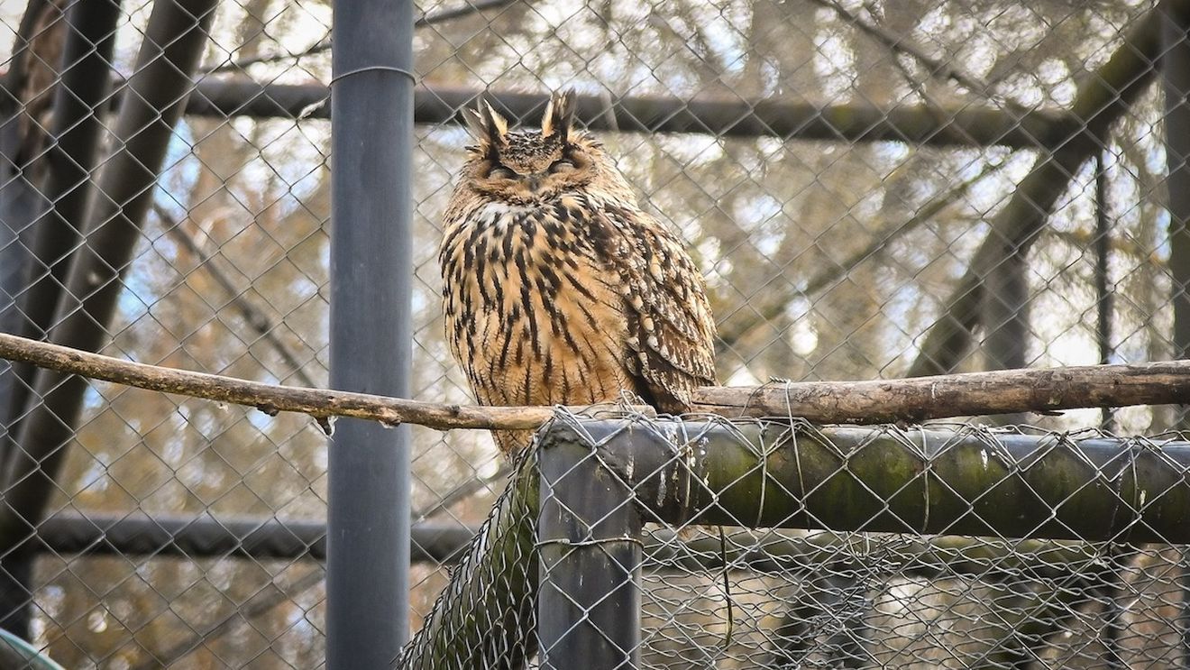 Animale noi la Zoo Sibiu: o vacă Watusi și un exemplar din cea mai mare specie de bufnițe din Europa / Ambele au fost aduse ca donație din Ungaria