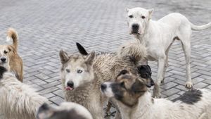 Prima țară din lume fără câini vagabonzi se află în Europa. Cum a reușit să creeze o societate în care animalele sunt protejate și iubite, nu hulite și eutanasiate