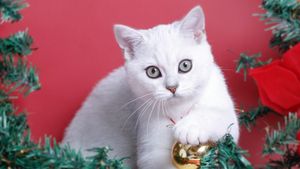 Cum funcționează mintea pisicilor. Mirosul stăpânului nu intră în topul preferințelor felinelor / Ce le stârnește cel mai mult curiozitatea