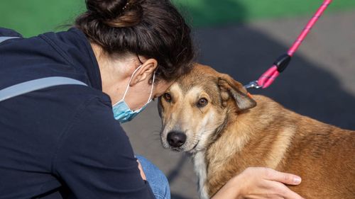 Cum ne protejăm animalele de companie în noaptea de Revelion/ Sfaturile specialiștilor despre agresiunile petardelor și artificiilor