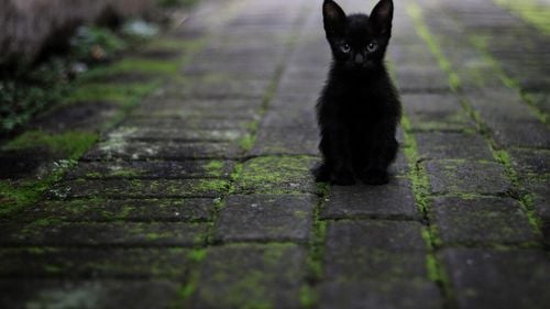 Ce este sistemul universal de distribuție a pisicilor, fenomenul care a asaltat rețelele sociale