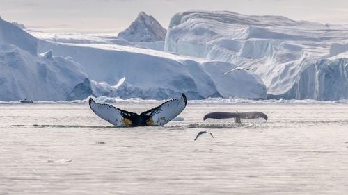 Alegeri în Groenlanda, insula dorită de Trump: Fără un pronostic clar între independenţă şi bunăstarea pe care i-o oferă controlul danez