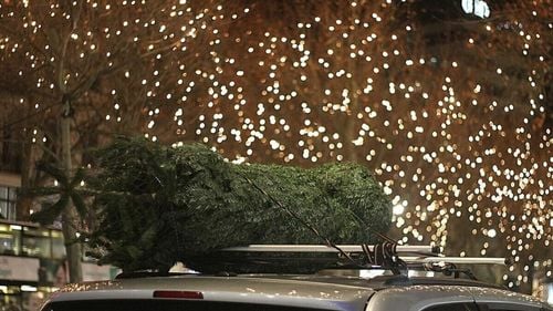 26 de brazi mari, dar şi alţi 850 în ghivece, vor fi montaţi în Iași cu ocazia sărbătorilor de iarnă / Iluminatul festiv va fi aprins în 1 decembrie în faţa Primăriei