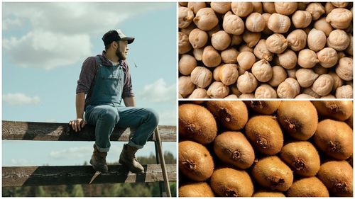 Să produci smochine sau sorg în România nu mai este o noutate. Tot mai mulți fermieri abordează schimbările climatice trecând la culturi de coriandru, năut sau kiwi