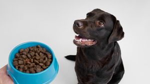 Cifre surprinzătoare despre animalele de companie și piața de hrană din Europa