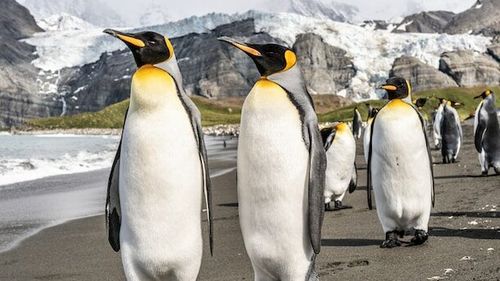 Declinul populaţiilor de pinguini ar putea avea impact major negativ asupra circuitului fierului în Oceanul Antarctic
