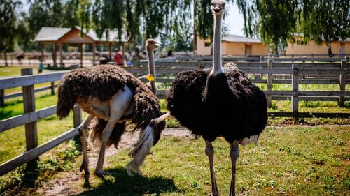 FOTO Un grup de voluntari ucraineni a salvat animale exotice rănite de la o grădină zoologică abandonată / Imagini cu impact emoțional