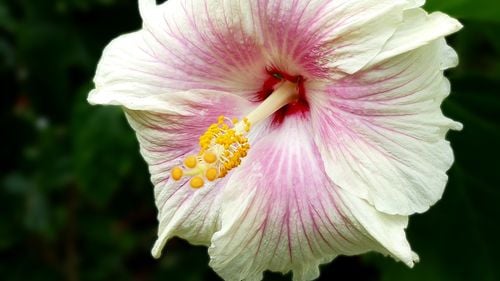 STUDIU Antioxidanţii din hibiscus pot contribui la combaterea obezităţii