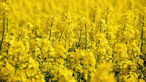 Rapița a înflorit cu aproape o lună mai devreme în Timiș / Fermier: ”În urmă cu cinci sau șapte ani eram tentați să credem că acest concept a schimbărilor climatice ar putea să fie o noțiune abstractă. Se pare că nu este chiar așa de abstractă”