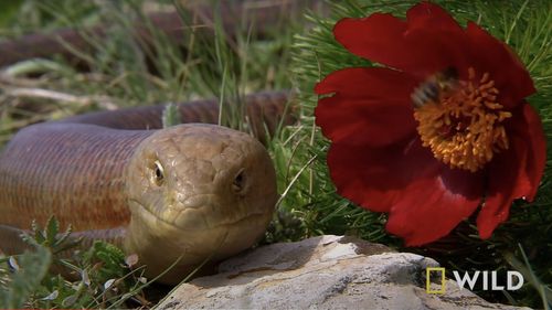 O șopârlă fără picioare și alte sute de specii noi de vietăți și plante au fost descoperite în 2023