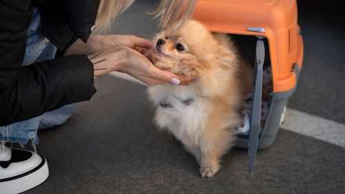 Hoteluri pentru animale în București: Siguranță, confort și blănoși fericiți cât timp ești plecat în vacanță