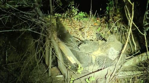 O ursoaică cu doi pui este blocată într-un gard de sârmă, pe o uliță din satul Valea Lupșii, în Alba/ Va fi tranchilizată pentru eliberare