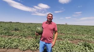 VIDEO | Lubenița de Gottlob revine pe tarabe: Gust dulce, provocări amare pentru fermieri/ „Vara aceasta ne ajută. Avem 37-38 de grade și lubenițele sunt dulci. Seceta, paradoxal, le prinde bine”