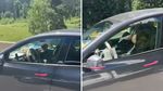 O femeie și doi copii, fotografiați dormind într-o Tesla care circula pe o autostradă din Canada / Cum a reușit femeia să ocolească sistemele de alertă ale mașinii, pentru a putea dormi