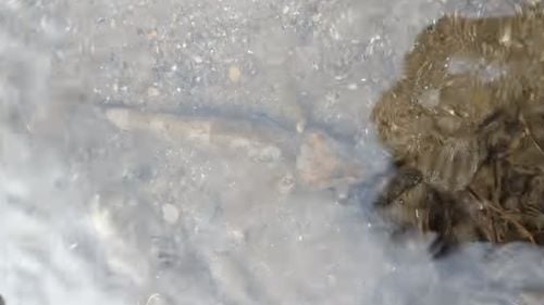 Recensământul aspretelui, în Masivul Făgăraș / S-au găsit 58 de exemplare ale unuia dintre cei mai rari pești din lume, considerat fosilă vie / Ministerul Mediului estimează populația de asprete între 10 și 15 exemplare