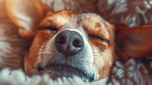 Luxul în lumea animalelor de companie: De la spa-uri pentru câini la terapeuți pentru pisici – un boom în căutările online din SUA